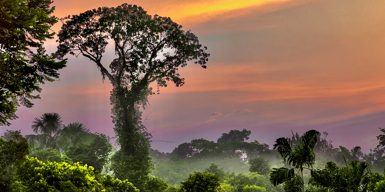 Banner-Principal-Amazônia